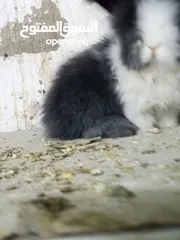  2 ارانب انجورا أصليات افراخ وكبار