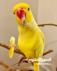  2 درة أصفر لاتينوا متكلم نمبر ون أعجوبة من أعاجيب الله أسطورة كلام تابع الوصف