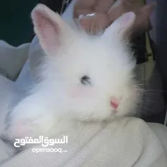  17 أرانب نوع تيدي بير لطيفة جدا