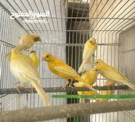  1 سعرر حرقق مخاليف كنار الحبة ع 6((((((نهايتهم))))))