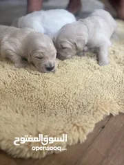  4 Golden Retrievers