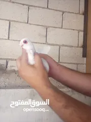  4 حمام جوز بولنديات