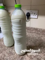  6 Fresh Cow Milk 1 Riyal Per Bottle  حليب بقر طازج للبيع غرشة الواحدة بريال