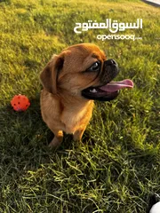  3 كلب بق (Pug) للبيع الرياض 2500