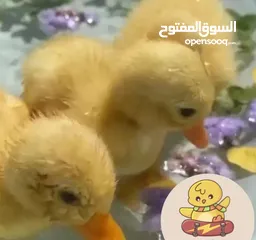  3 كتاكيت بط صغيرة  (( متجر الكتكوت الصغير ) )