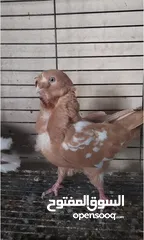  6 جوز كشكي اصفر طيره عجمية فحل هومر جوز مسكي