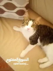  2 قطط للتبني بدون مقابل في عمان....