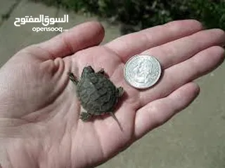  5 سلحفاه سلاحف برمائيه مائيه  بيبي سلحفاة الزينه الامازوني