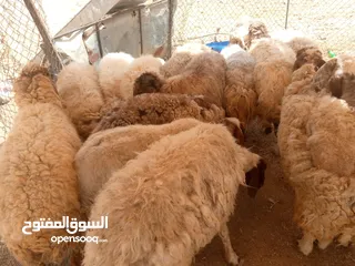  7 أضاحي وعقيقه ومناسبات ونذر مكفول نخب النخب اوزان من 19 ل25 لحم صافي خدمة ذبح وتقطيع  السعر 100 ل125