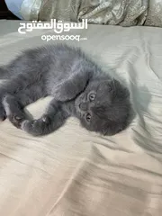  9 قطط سكوتش فولد