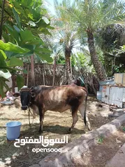  2 بقرة وعجل عماني تربية بيت للبيع