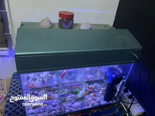  4 موجود حوض سمك عرض 50ارتفاع 38ال حوض ما بشكي من اشي البدل علا عصافير