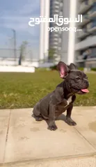  1 Female French Bulldog ( Blue eyes ) جرو انثي فرنش بولدوج بعيون ملونه، شخصيتها جميله، عمرها 4 شهور