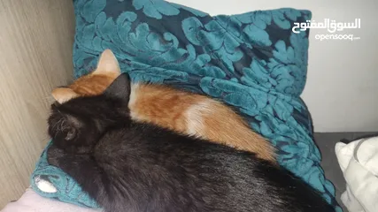  7 2 brother and sister kittens looking for a new home FREE ADOPTION