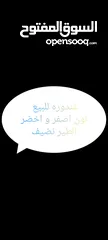  1 غندوره للبيع