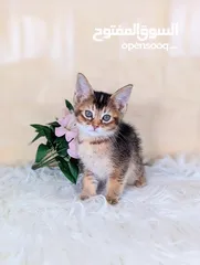  8 Abycoon Hybrid kittens ابي كون