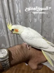  1 بسم الله ماشاء الله ببغاء كوكتيل لاتينو عين حمرا للبيع