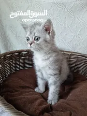  2 شانشيلا انثى Female Chinchilla