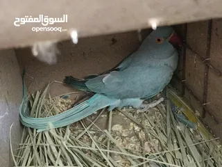  8 انثاي دره فايلوت أزرق