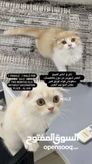  1 سكوتش فولد لونق هير 1 انثى 1 ذكر