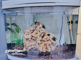  1 حوض سمك اجنبي قياس 50ب 30 للبيع ب 20 دينار