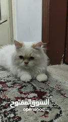  3 قط للتبني قط بريشن أبيض فرصة رائعة لتبني قط بريشن أبيض جميل ونظيف عمره أكثر من ستة شهور.