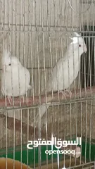  3 جوزان كوكتيل جوزين شغالات 100% اقرا الوصف