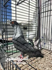  3 فحل قرقاطي