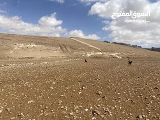 2 للبيع - الكرك - تلعة الخنزير (بالقرب من المستشفى الحكومي) داخل حدود بلدية الكرك