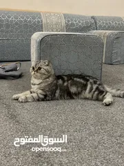  3 قط نثيه بيعه سريعه