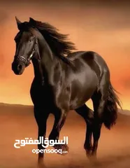  1 قطعة ارض استثمارية مميزة للبيع