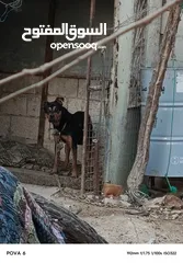  3 كلاب روت ويلر امريكي للبيع