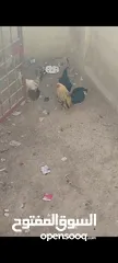  2 جاج بلدي للبيع