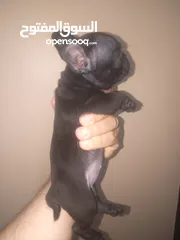  1 french bulldog female 40 days black offspring super Quality