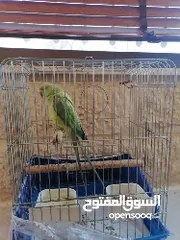  3 ببغاء أخضر صوته جميل