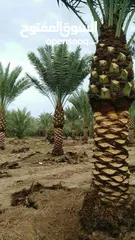  3 بيع نخيل مثمر وزينه وشنطونيا