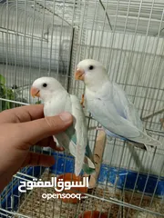  5 درة روز وكوكتيل