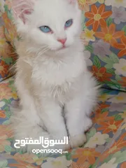  1 قطه كتن بيبي 3 شهور ابيض   و قطة سيامي و قط شوكلت   وبصحه ممتازه ماخذه المطاعيم قطة مداعبة هملايا