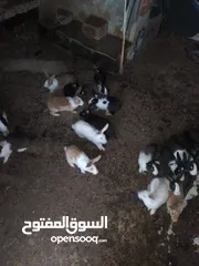  10 ارانب بلدي للبيع المستعجل مشكل كبير وصغير ومعاشير ومواليد