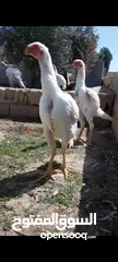  8 صيصان وديوك باكستاني