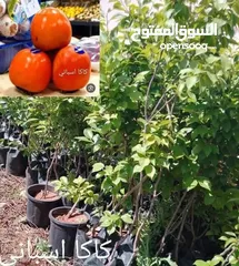  8 مشاتل السهل الاخضر الزراعيه تنسيق حدائق ومزارع