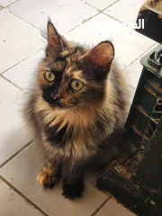  1 Persian cat