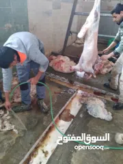  3 ملحمة ومسلخ خاص وأرض "مرزعة" للبيع