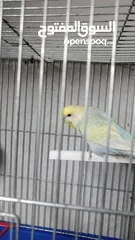  2 طيور حب للبيع. ذكر وانثى بدون قفص