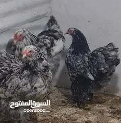  4 بيض مخصب و صيصان لسلالات دجاج نادره على مستوى العالم