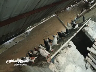  29 انواع حمام مشكلة للبيع