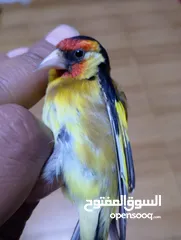  8 حسون كلاسك اصفر مايور حجل 24