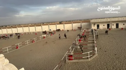  1 فرس عربيه بدويه طيبه العمر 9 سنوات  وسط خيل طيبة من الخيل القديم