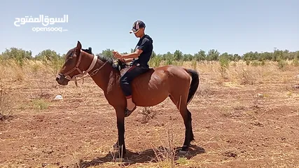  1 حصان حراثه وركوب