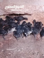  2 صيصان اجاج بلدي .